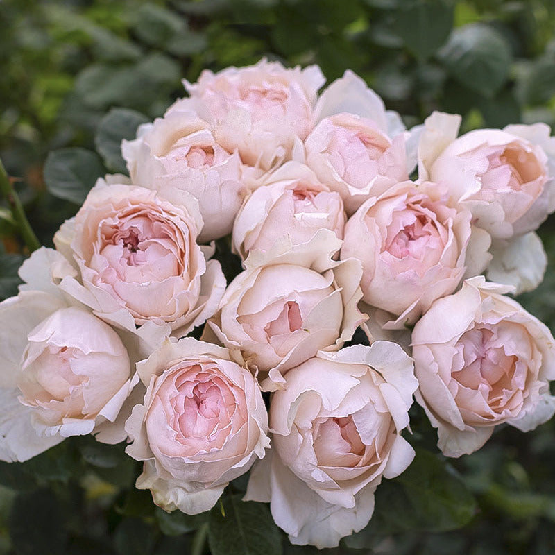 BRIDAL TIARA DAVID AUSTIN ROSES - 48 STEMS