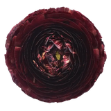 RANUNCULUS CLOONY BURGUNDY