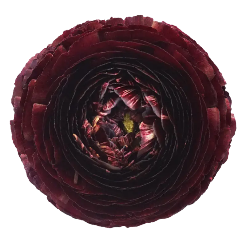 RANUNCULUS CLOONY BURGUNDY