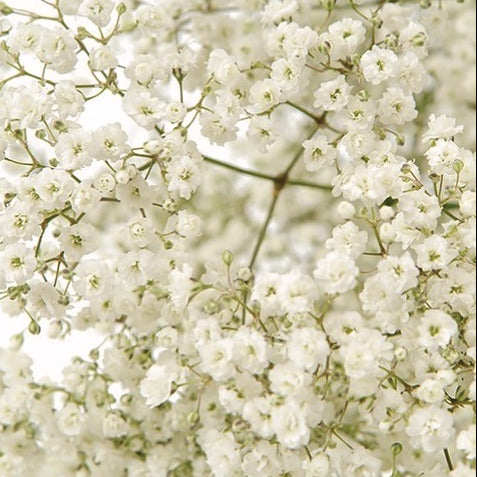 GYP EXCELLENCE - 250g