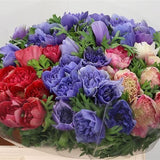 Anemone Fullstar Mix