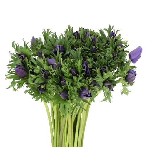 Anemone Marianne Blue