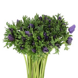 Anemone Marianne Blue