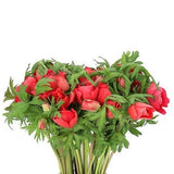 ANEMONE MARIANNE RED
