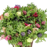 Anemone Mistral Plus Mix