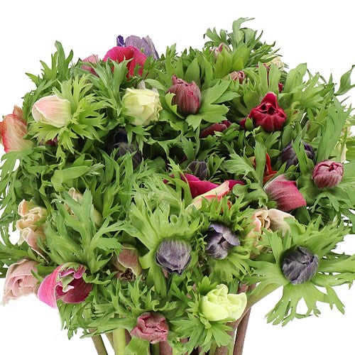 Anemone Mistral Plus Mix