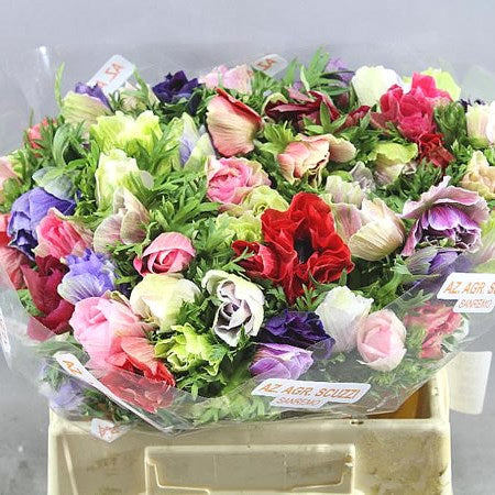 Anemone Mistral Plus Mix