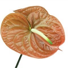 ANTHURIUM TERRA x 12