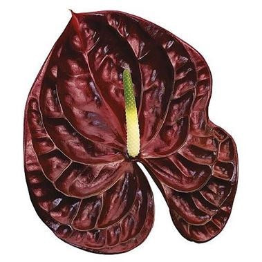 ANTHURIUM TROPIC NIGHT x 12