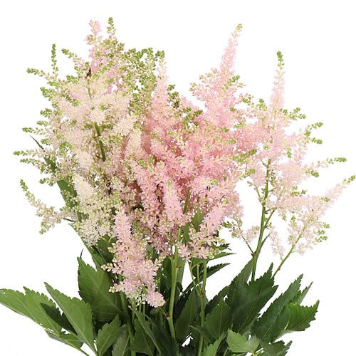 ASTILBE LIGHT PINK - 20 STEMS