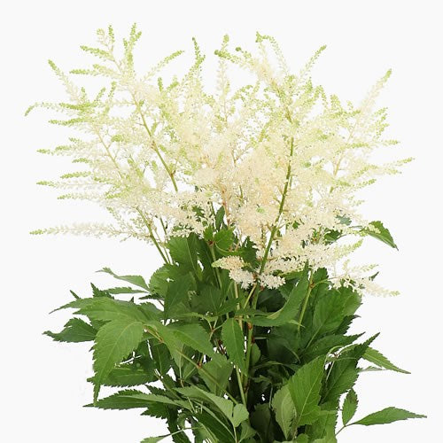 ASTILBE WHITE - 20 STEMS