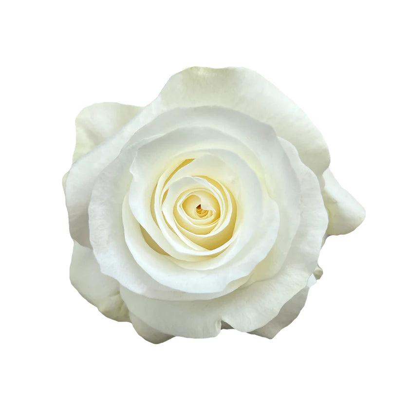 AKITO ROSE - 50 STEMS