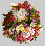 ALSTROEMERIA ASSORTED NETTED SELECT - 60 STEMS