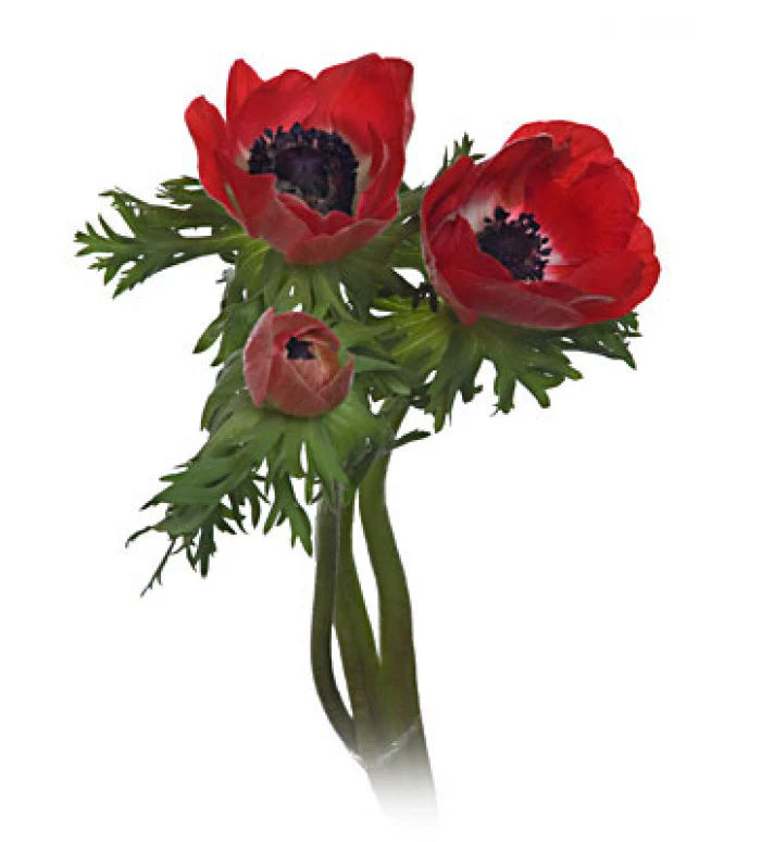 ANEMONE MARIANNE RED