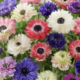 Anemone Fullstar Mix