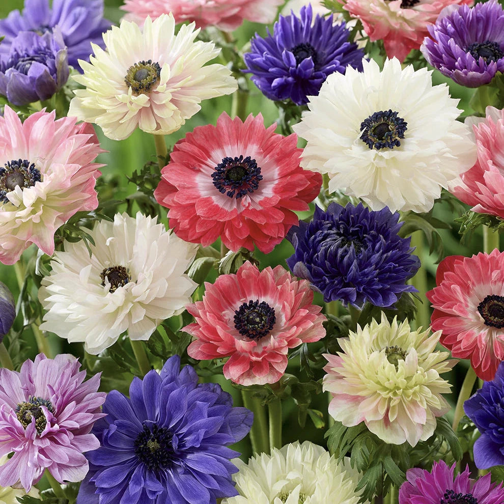 Anemone Fullstar Mix