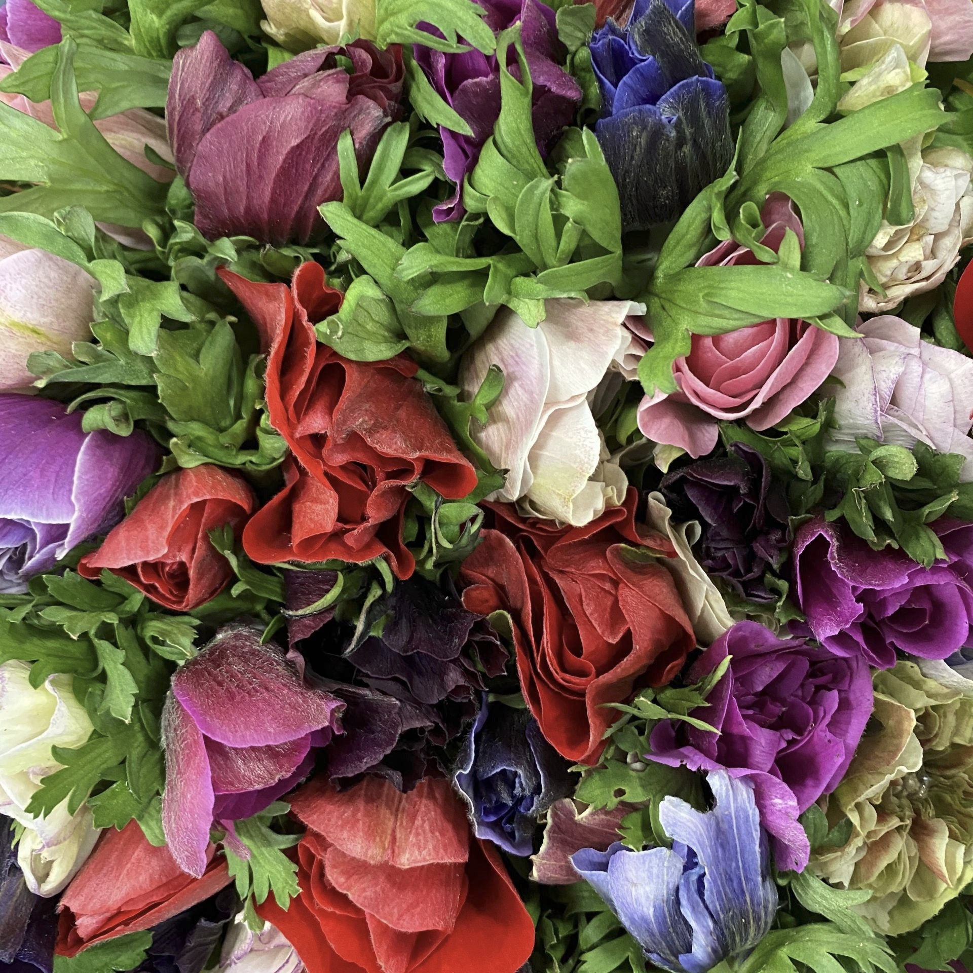Anemone Mistral Plus Mix