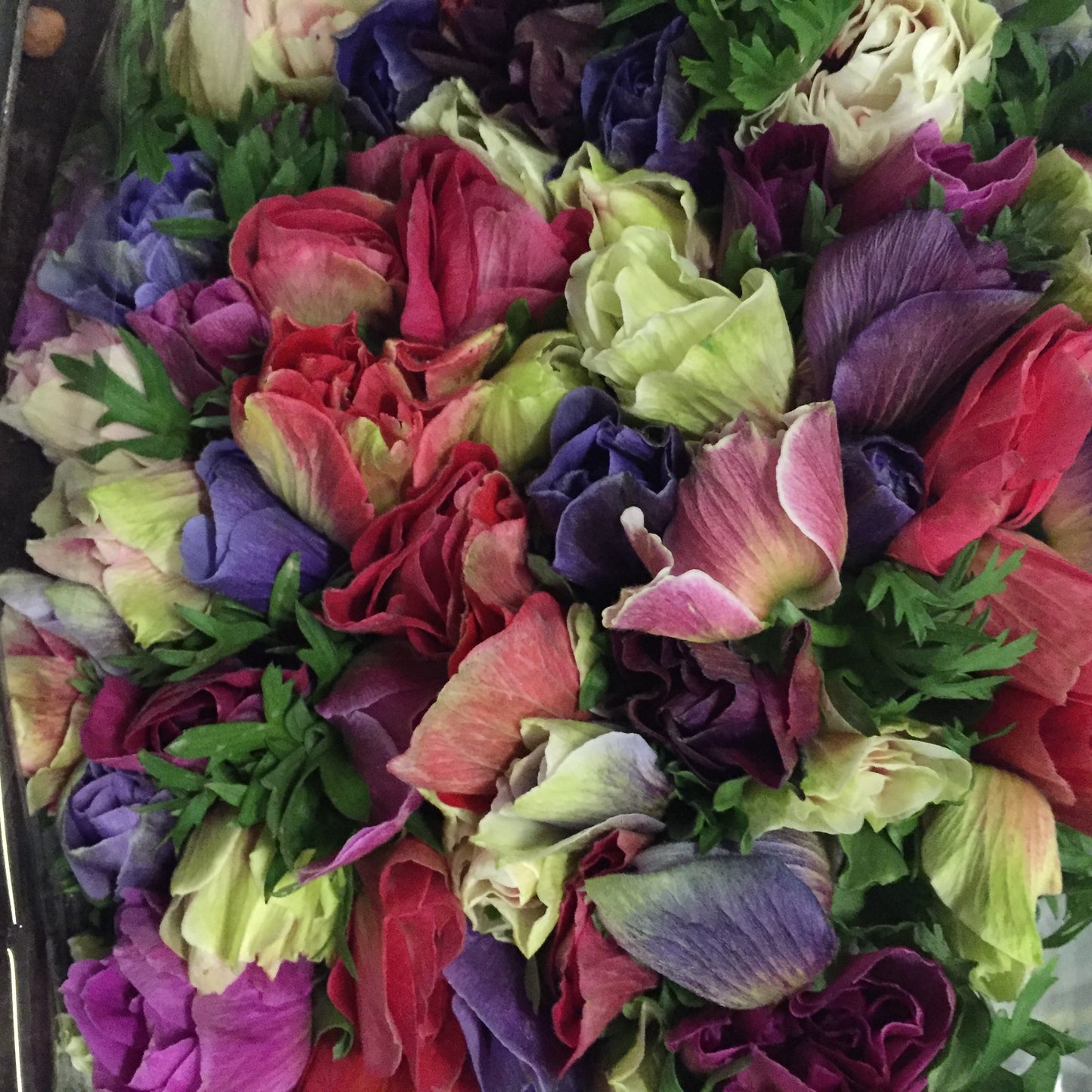 Anemone Mistral Plus Mix