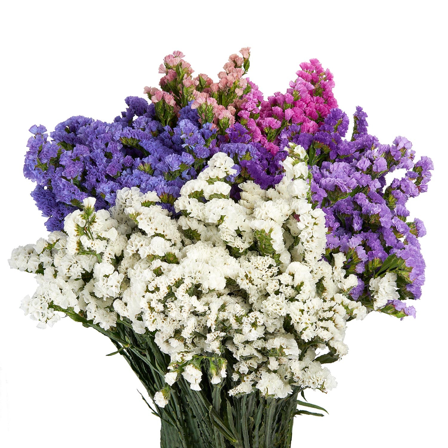 STATICE ASSORTED FANCY - 7 BUNHCES