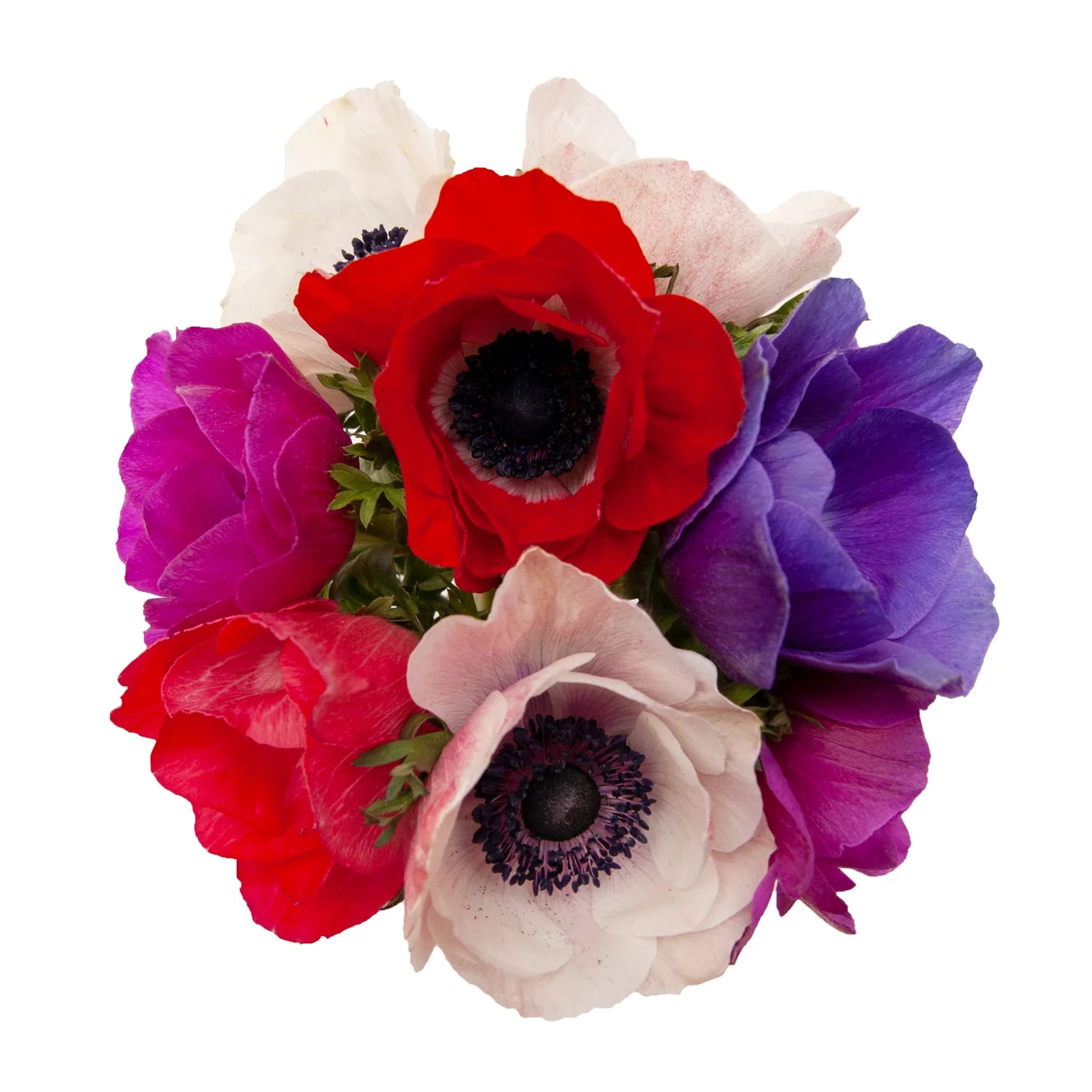 ANEMONE ASSORTED