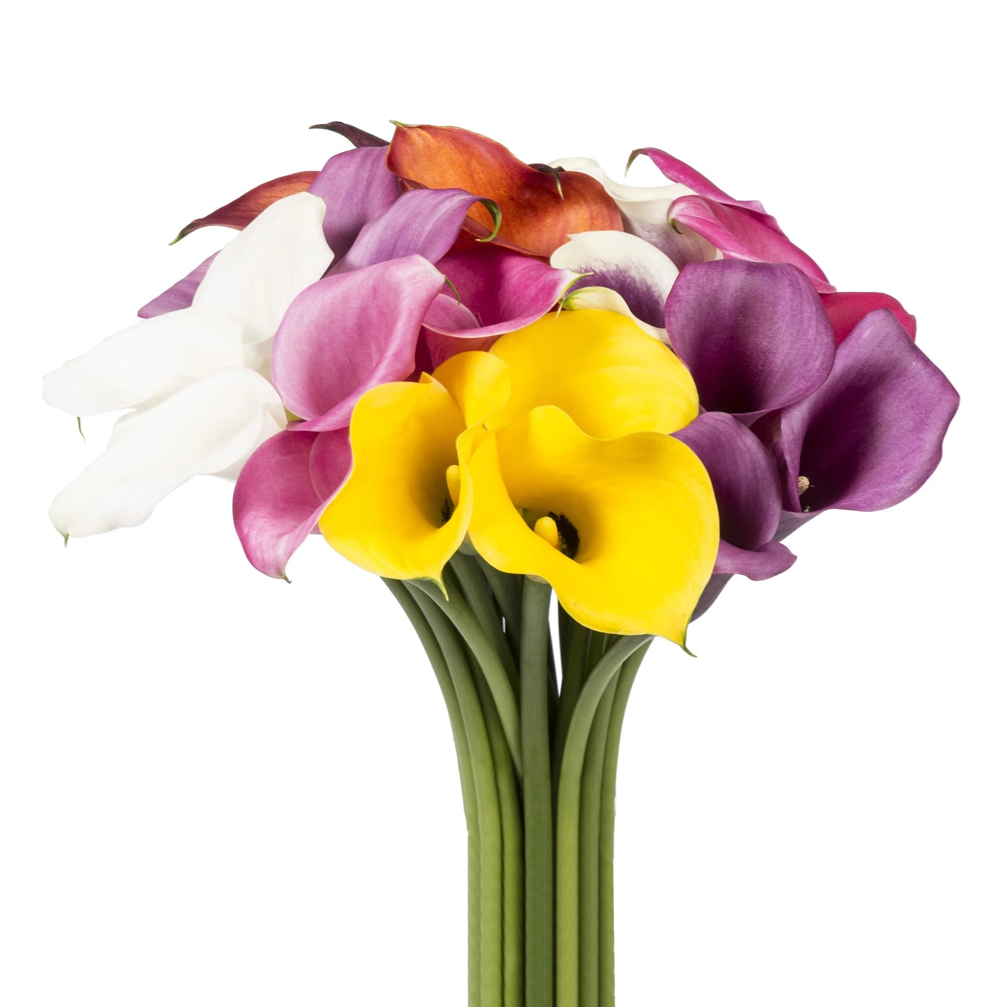 MINI CALLA LILY ASSORTED