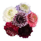 SCABIOSA ASSORTED