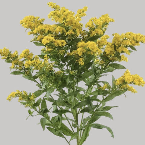 ASTER YELLOW SOLIDAGO FANCY - 6 BUNCHES