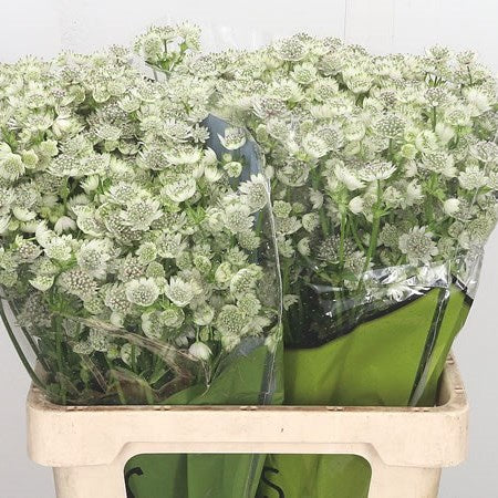 ASTRANTIA BILLION STAR WHITE - 25 STEMS