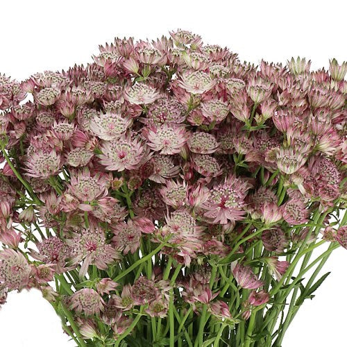 ASTRANTIA PINK - 25 STEMS