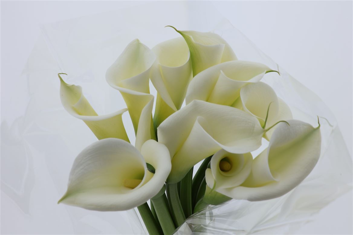 CALLA LILY STANDARD WHITE