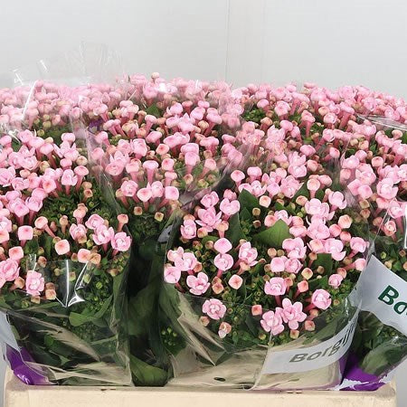 BOUVARDIA LIGHT PINK - 10 STEMS