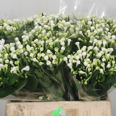 BOUVARDIA WHITE- 10 STEMS