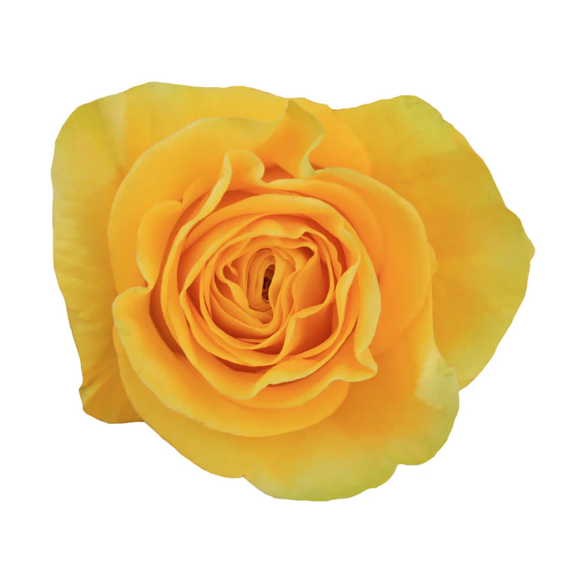BRIGHTON ROSE - 50 STEMS