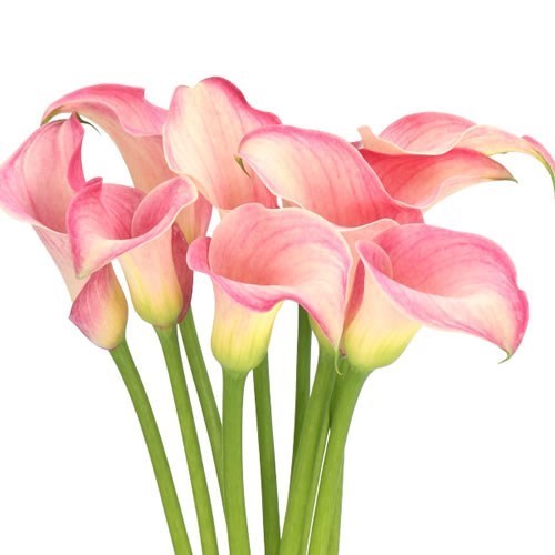 CALLA LILY STANDARD BLUSHING LADY