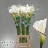 CALLA LILY COLOMBE DE LA PAIX LARGE(90 CM) WHITE - 5 STEMS