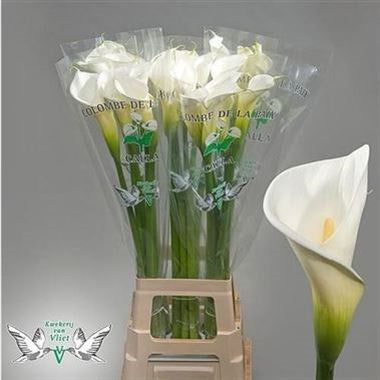 CALLA LILY COLOMBE DE LA PAIX LARGE(90 CM) WHITE - 5 STEMS