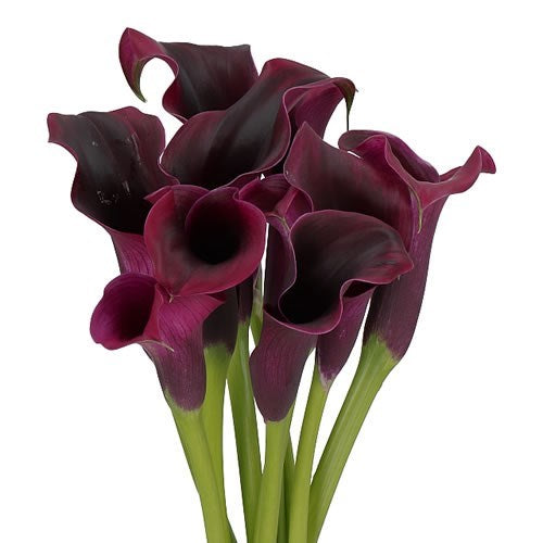 CALLA LILY STANDARD RUDOPLPH