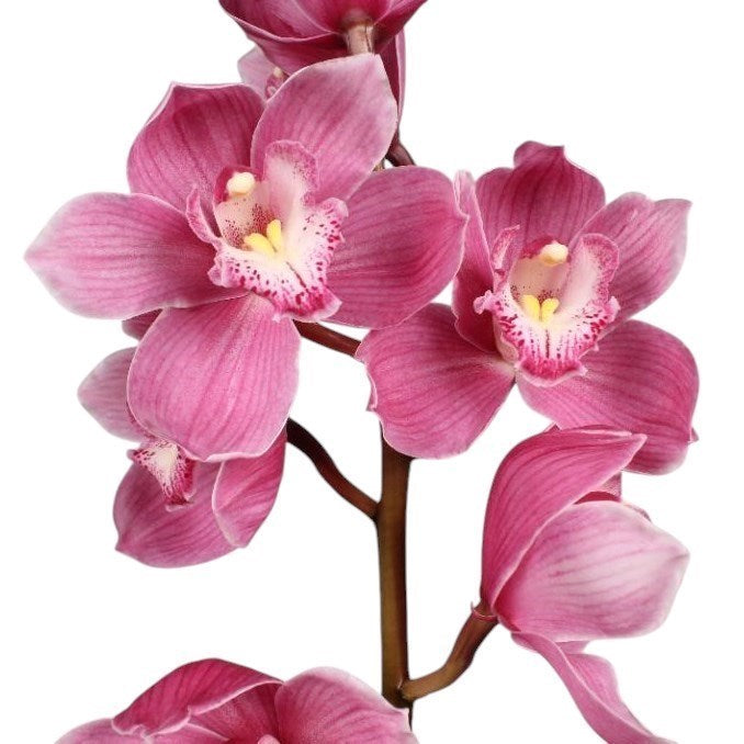 CYMBIDIUM ORCHID 50CM PINK - 4 STEMS