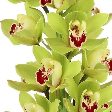 CYMBIDIUM ORCHID 50CM GREEN - 4 STEMS