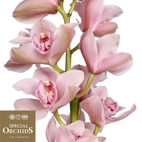 CYMBIDIUM ORCHID 50CM LIGHT PINK - 4 STEMS
