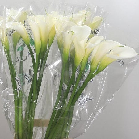 CALLA LILY COLOMBE DE LA PAIX LARGE(90 CM) WHITE - 5 STEMS
