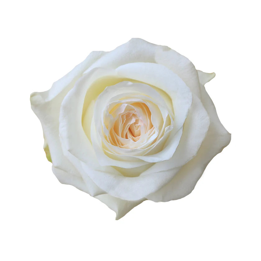 CANDLELIGHT ROSE - 50 STEMS