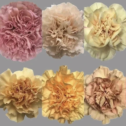 ANTIQUE CARNATION SERIES FANCY - 100 STEMS