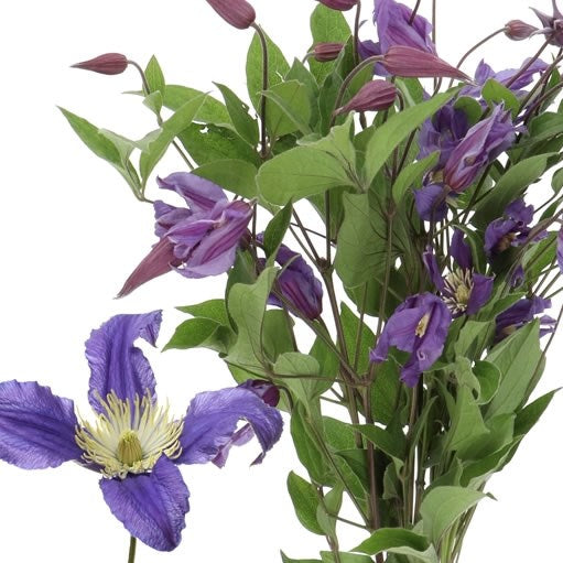 CLEMATIS BLUE - 10 STEMS