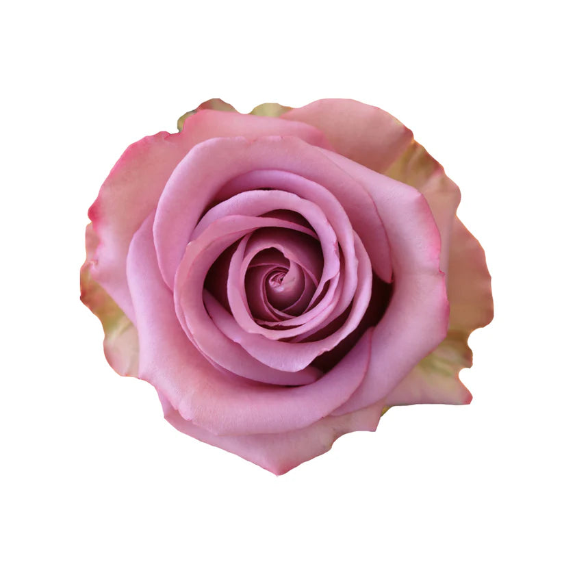 DEEP PURPLE - 50 STEMS