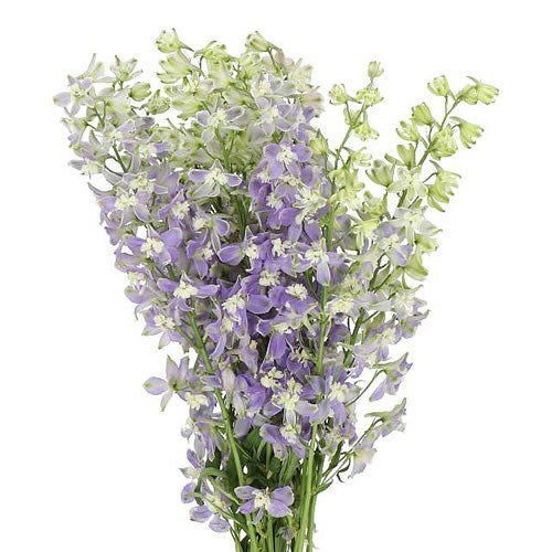 DELPHINIUM TRICK LAVENDER- 10 STEMS