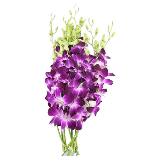 DENDROBIUM ORCHID GALAXY - 10 STEMS