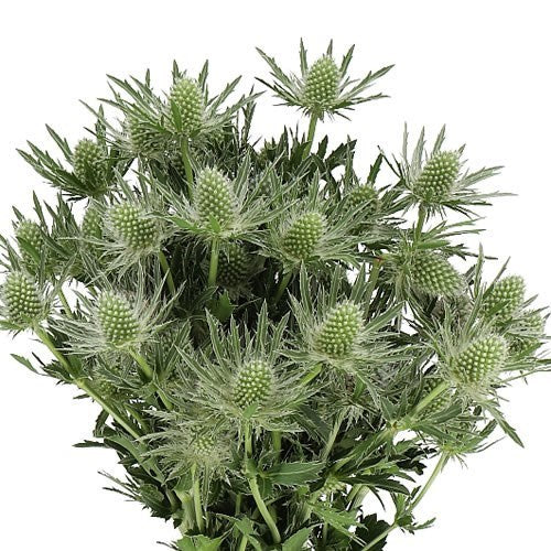 QUEEN ANNE’S LACE - 10 STEMS