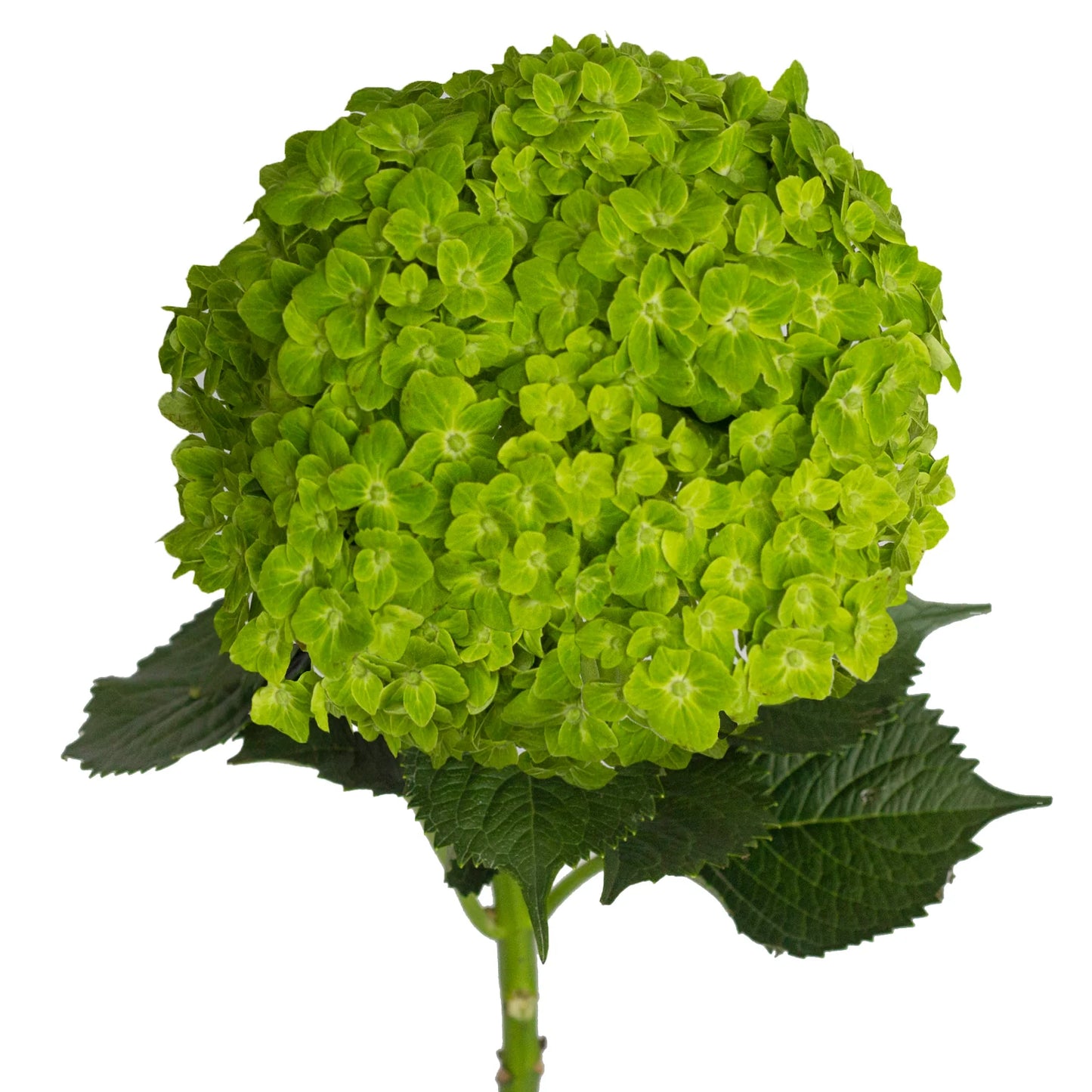 HYDRANGEA EMERALD GREEN SELECT  - 30