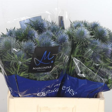 THISTLE BLUE - 10 STEMS